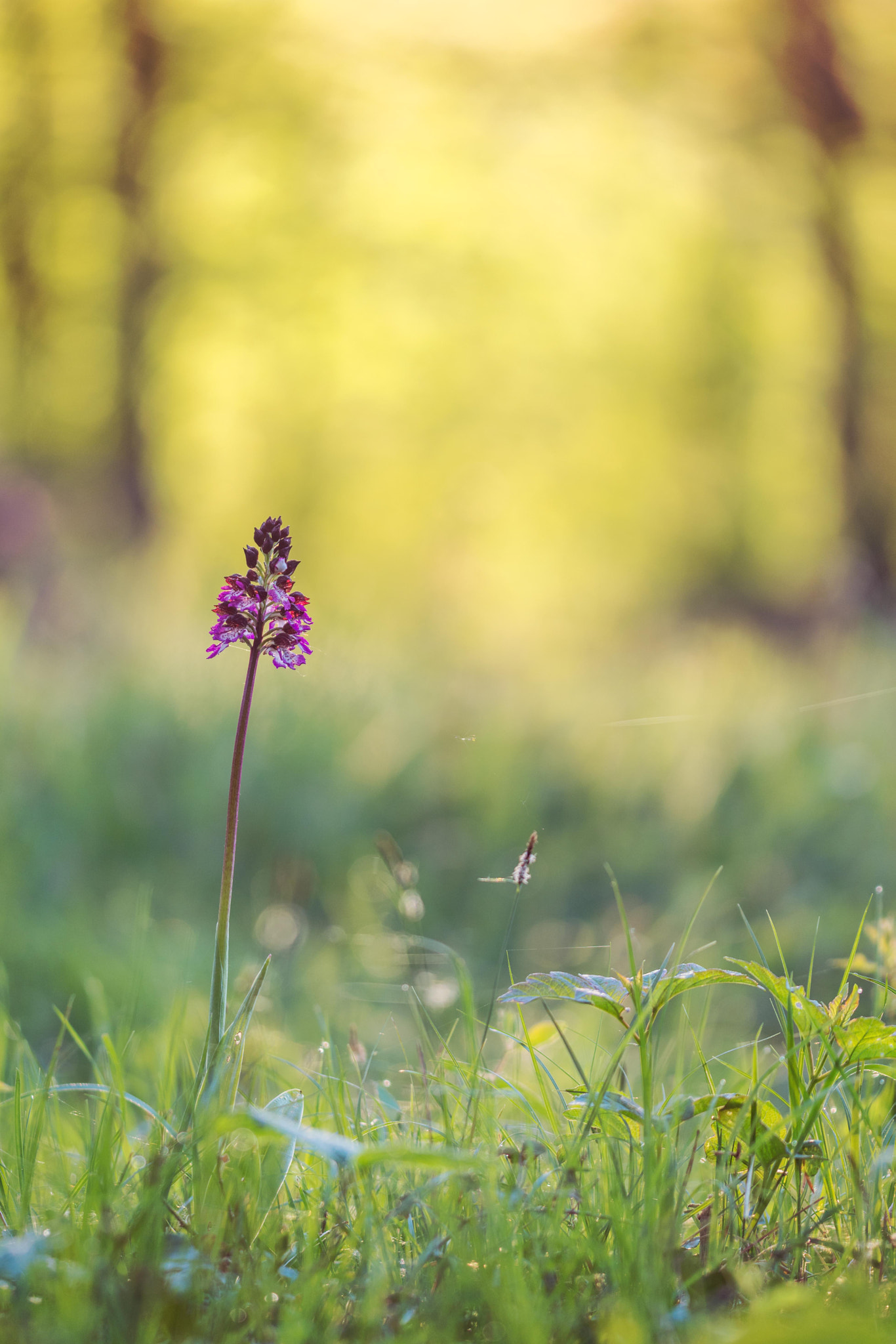 Sigma 150mm F2.8 EX DG Macro HSM sample photo. Orchis purpurea photography