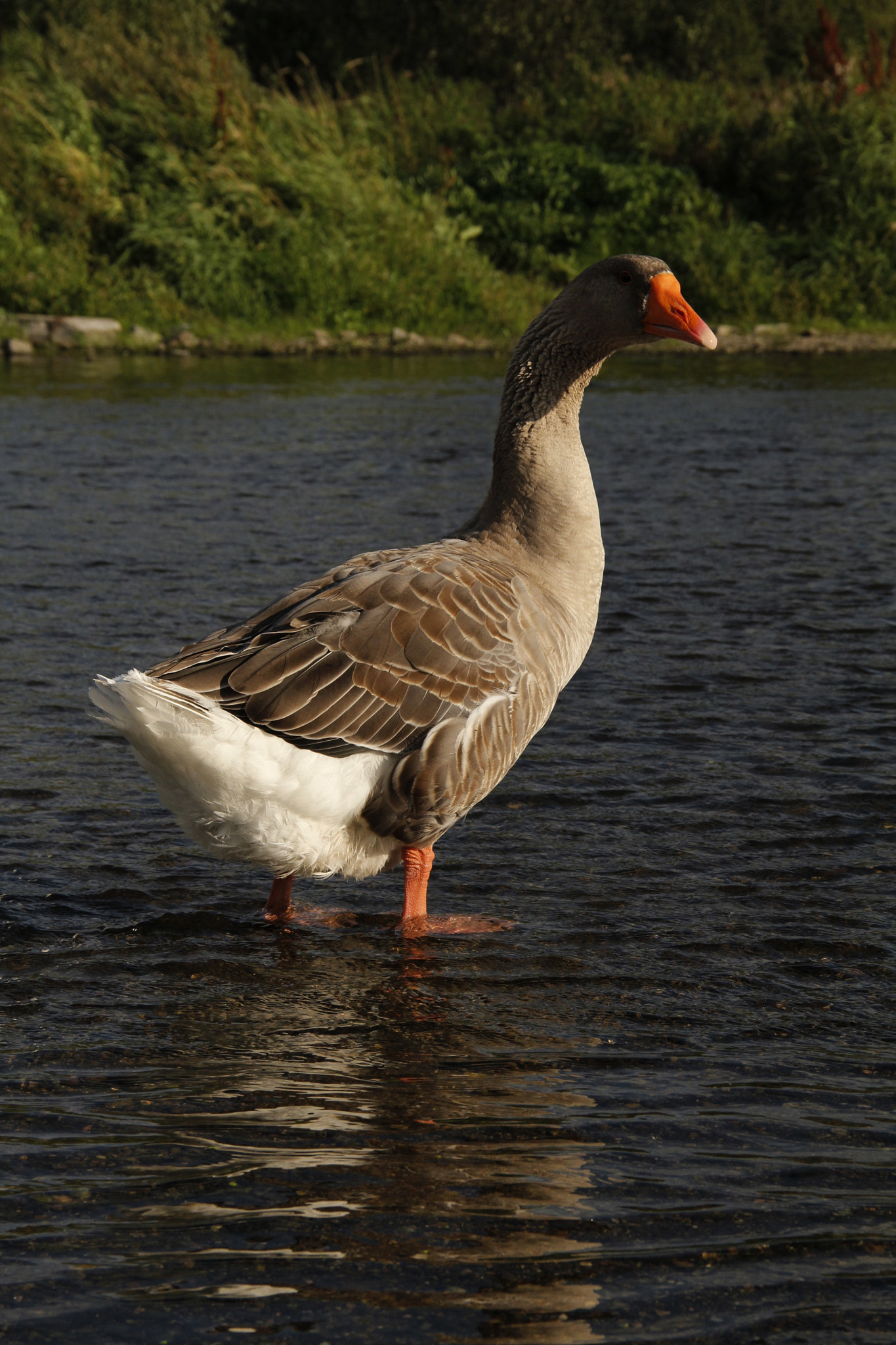 Canon EOS 600D (Rebel EOS T3i / EOS Kiss X5) sample photo. Goose photography
