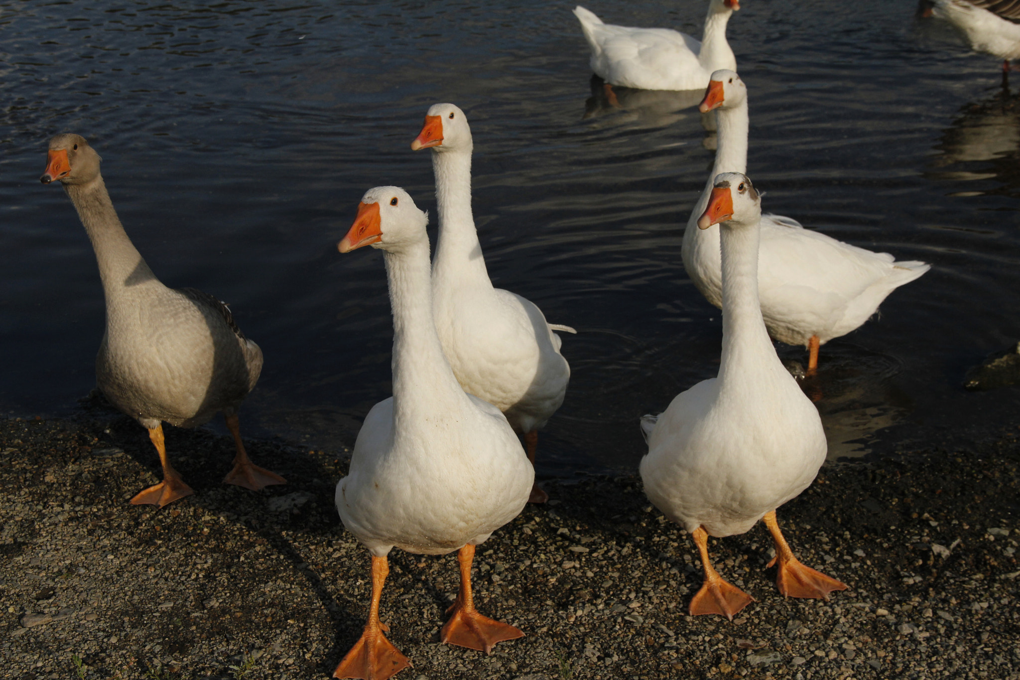 Canon EOS 600D (Rebel EOS T3i / EOS Kiss X5) sample photo. Geese photography