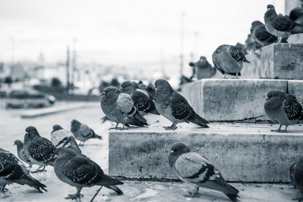 ZEISS Makro-Planar T* 50mm F2 sample photo. Birds photography