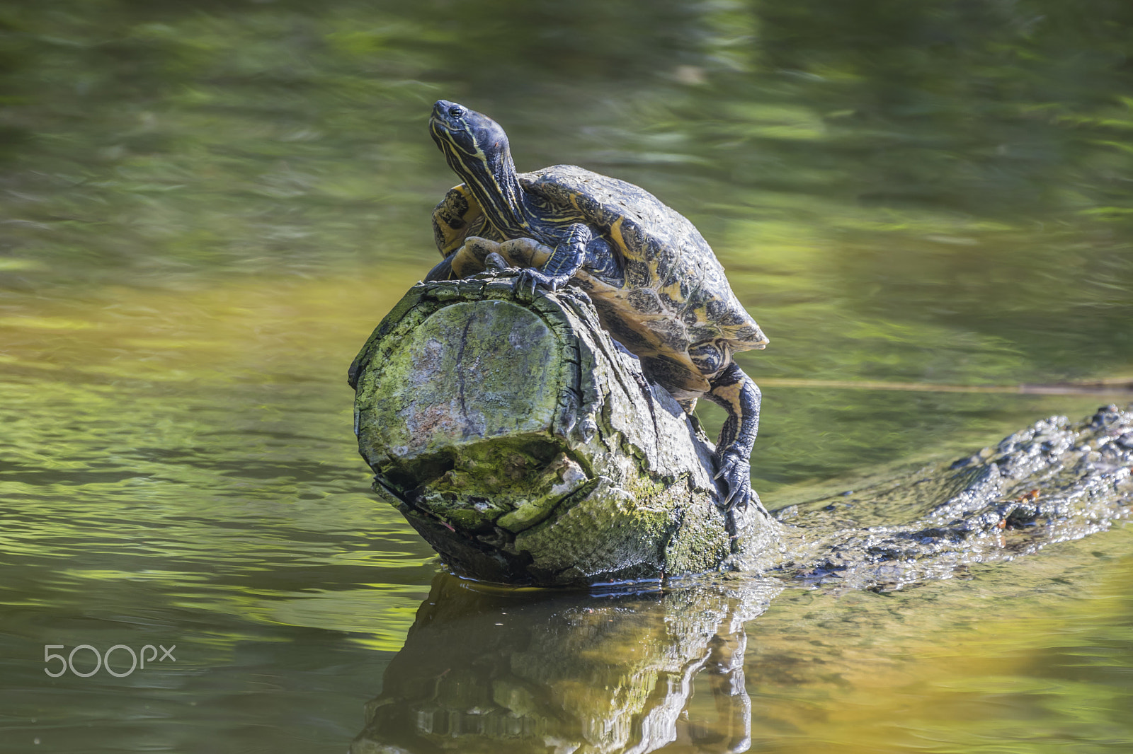 Nikon AF-S Nikkor 200-500mm F5.6E ED VR sample photo. Terrapin sitting on a log photography