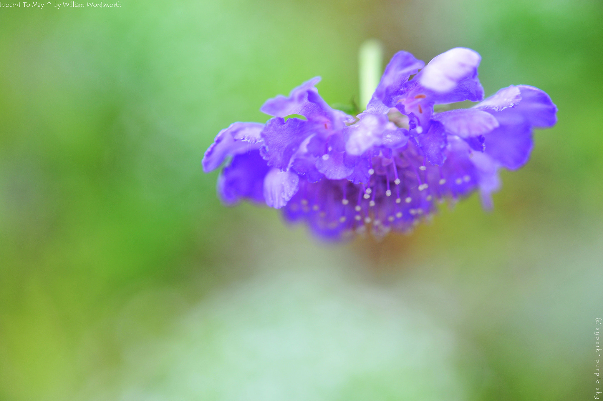 Nikon AF-S Micro-Nikkor 60mm F2.8G ED sample photo. To may photography