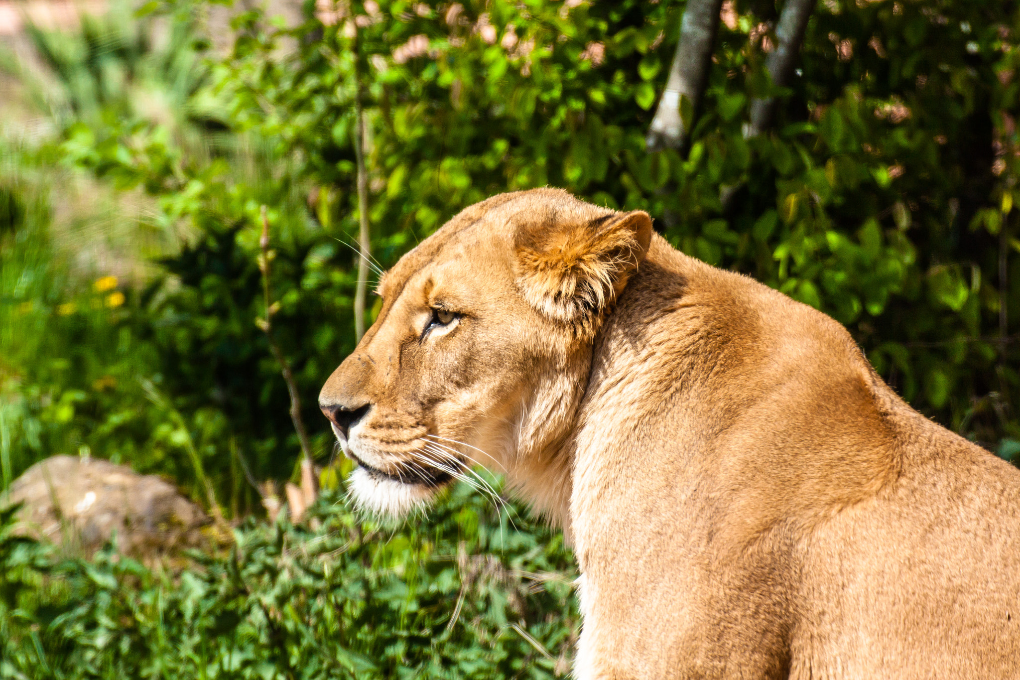Canon EOS 450D (EOS Rebel XSi / EOS Kiss X2) sample photo. Lion in the sun photography