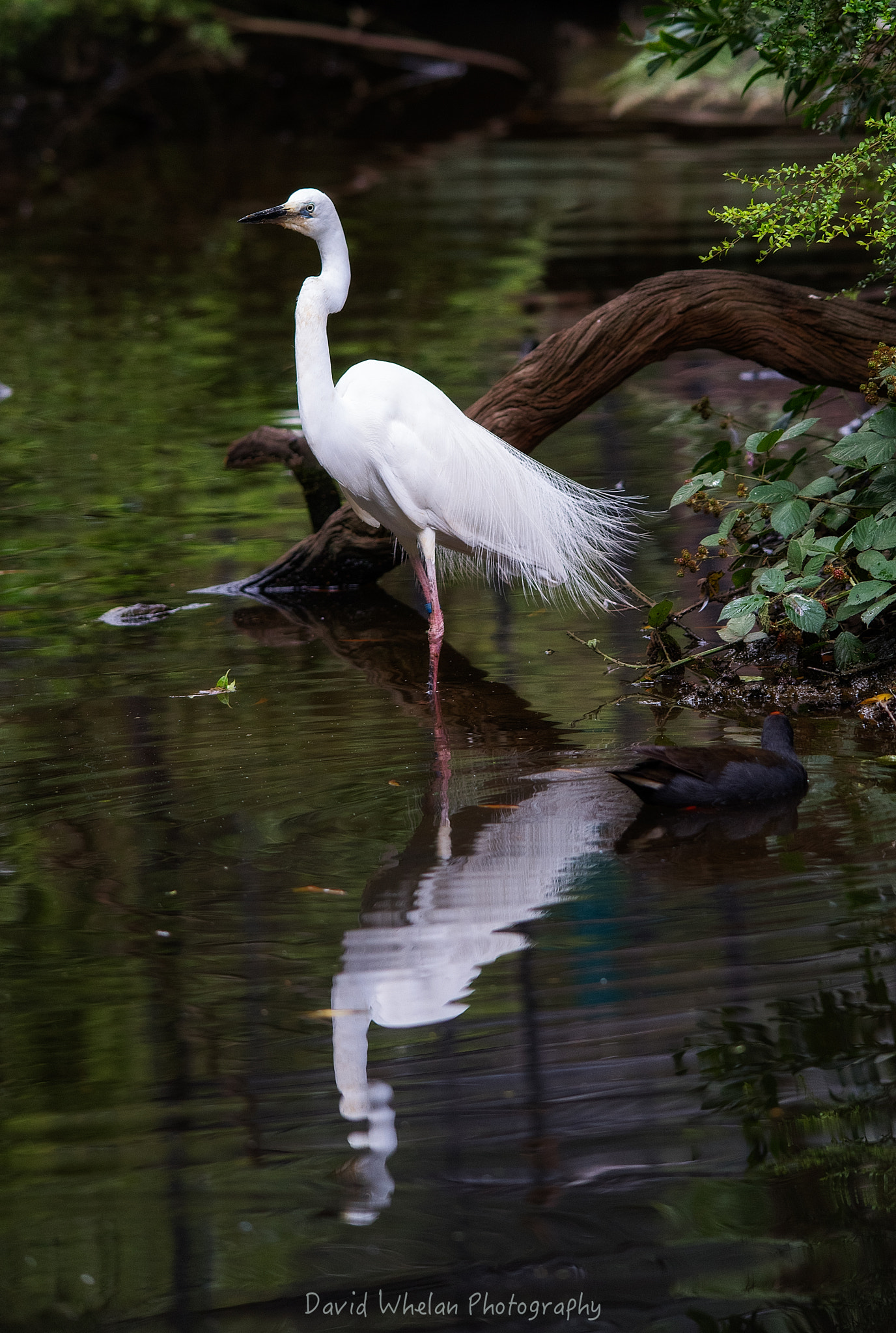 Sigma 150-500mm F5-6.3 DG OS HSM sample photo. Egret photography