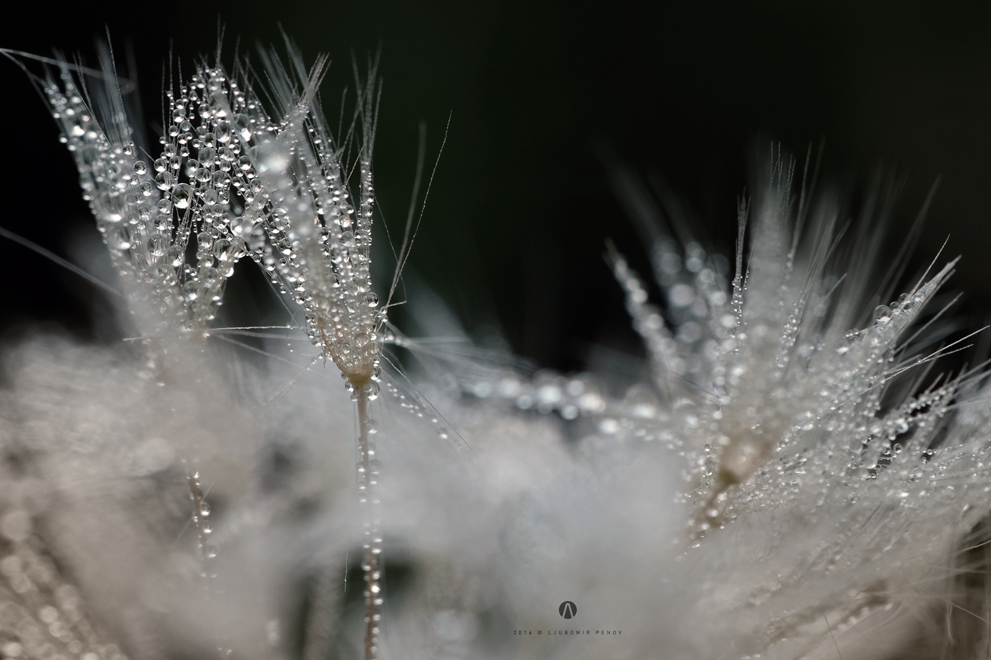 Fujifilm X-T1 + ZEISS Touit 50mm F2.8 sample photo. Wet fluffy photography
