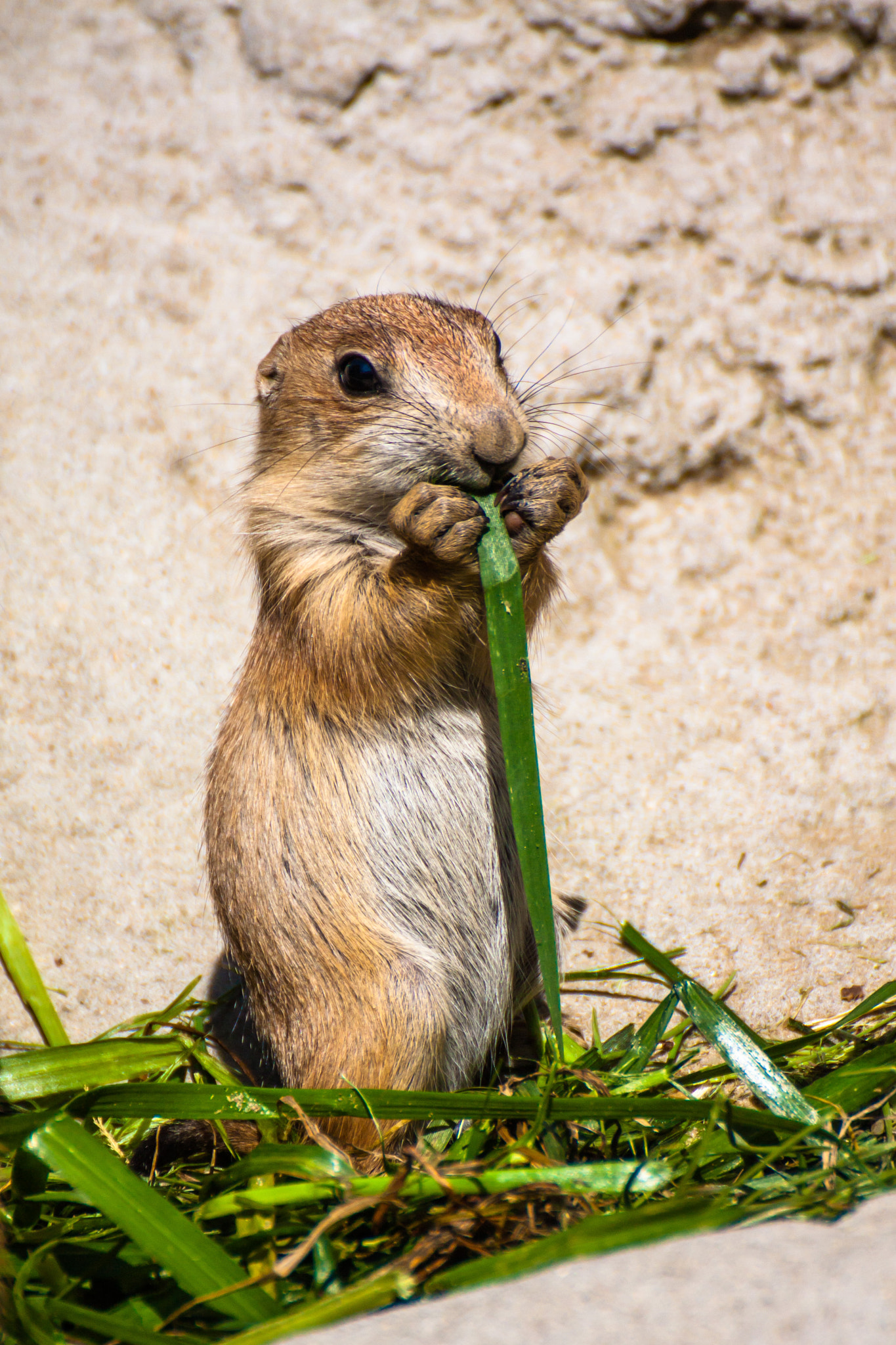 Canon EOS 450D (EOS Rebel XSi / EOS Kiss X2) sample photo. Prairie dog at lunch photography