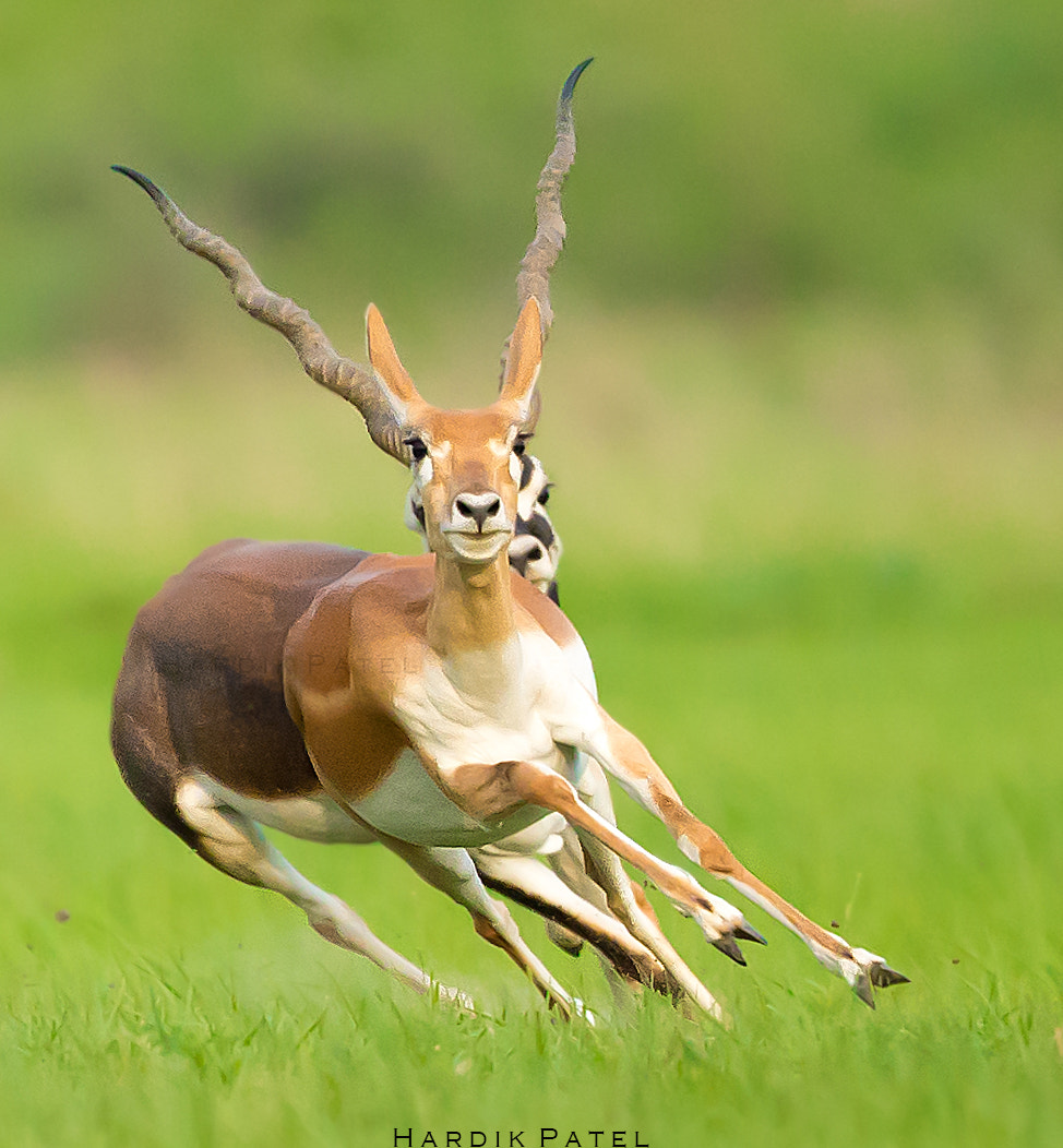 Nikon D4S sample photo. The chase.. photography
