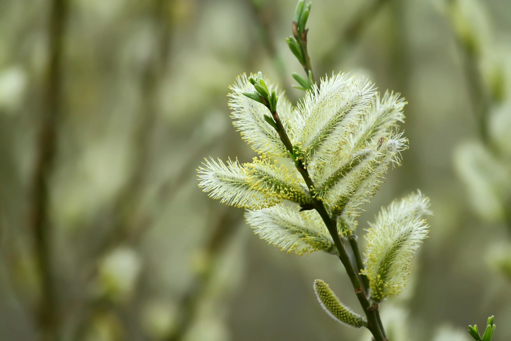 Flowering White Willow, автор — Nick Patrin на 500px.com