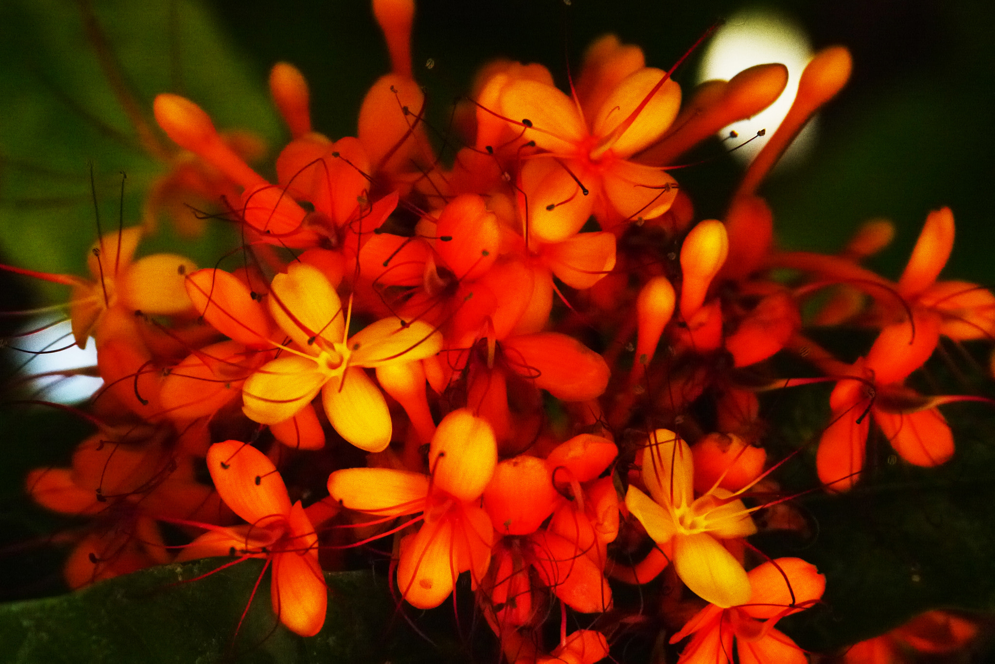 Panasonic Lumix DMC-GX1 sample photo. Flowers photography