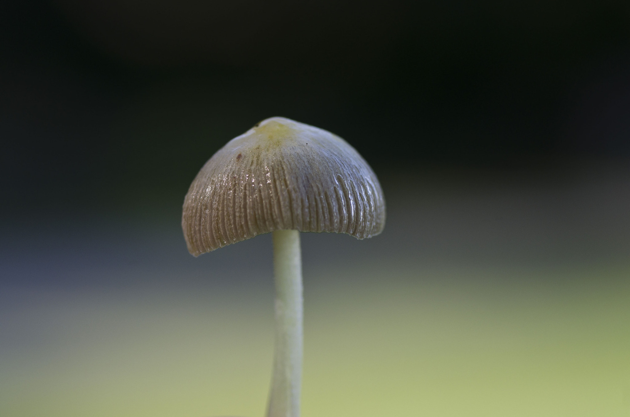 Pentax K-5 II sample photo. Mushroom photography