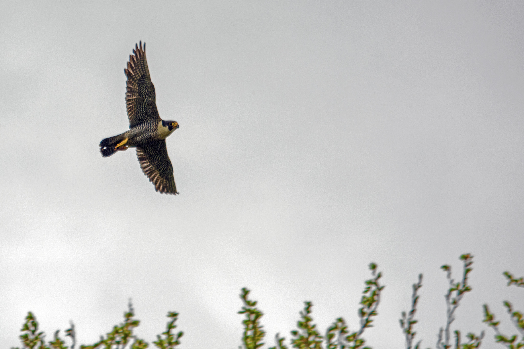 Sigma 150-500mm F5-6.3 DG OS HSM sample photo. In flight photography