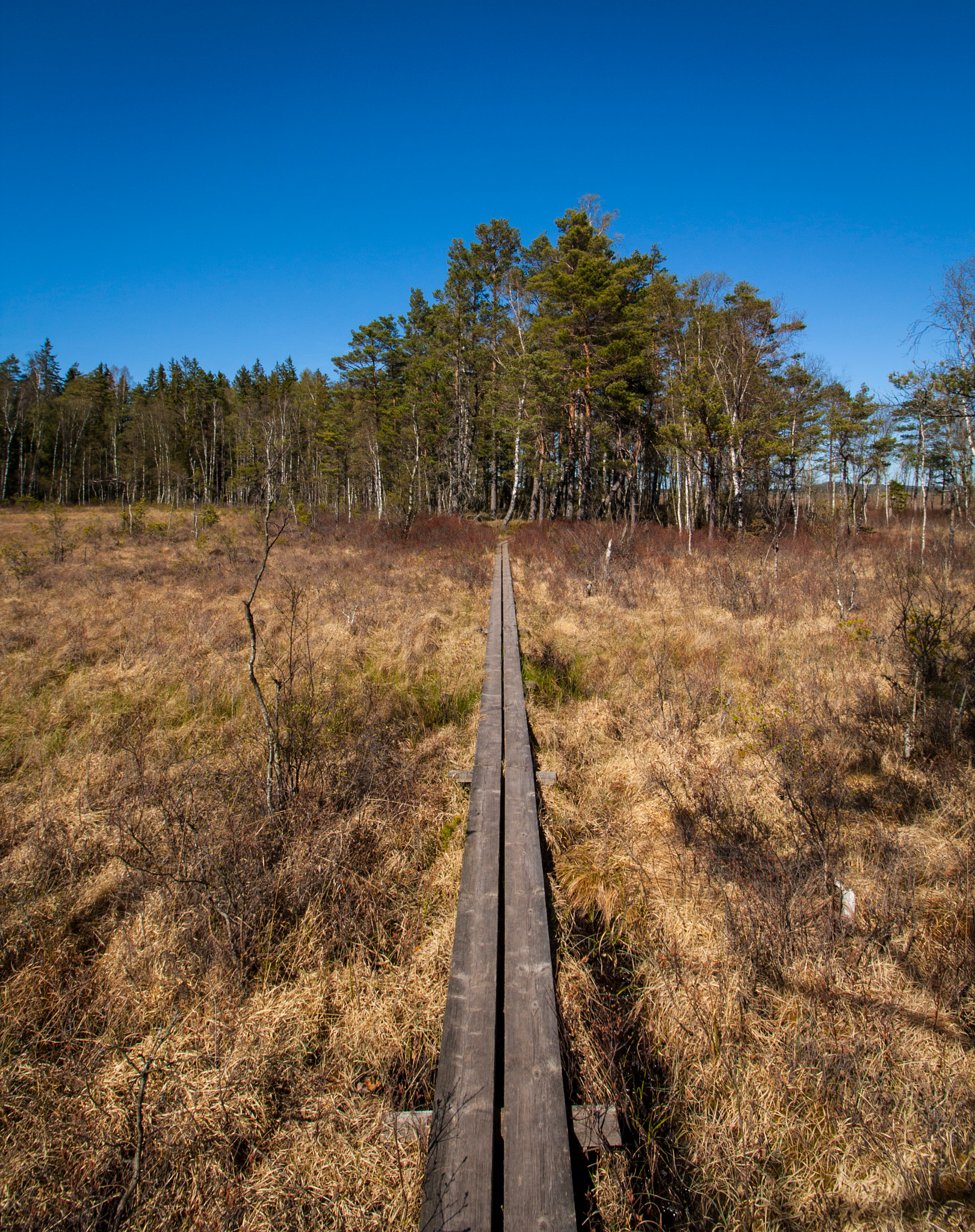 Canon EF-S 10-18mm F4.5–5.6 IS STM sample photo. Store mosse national park photography