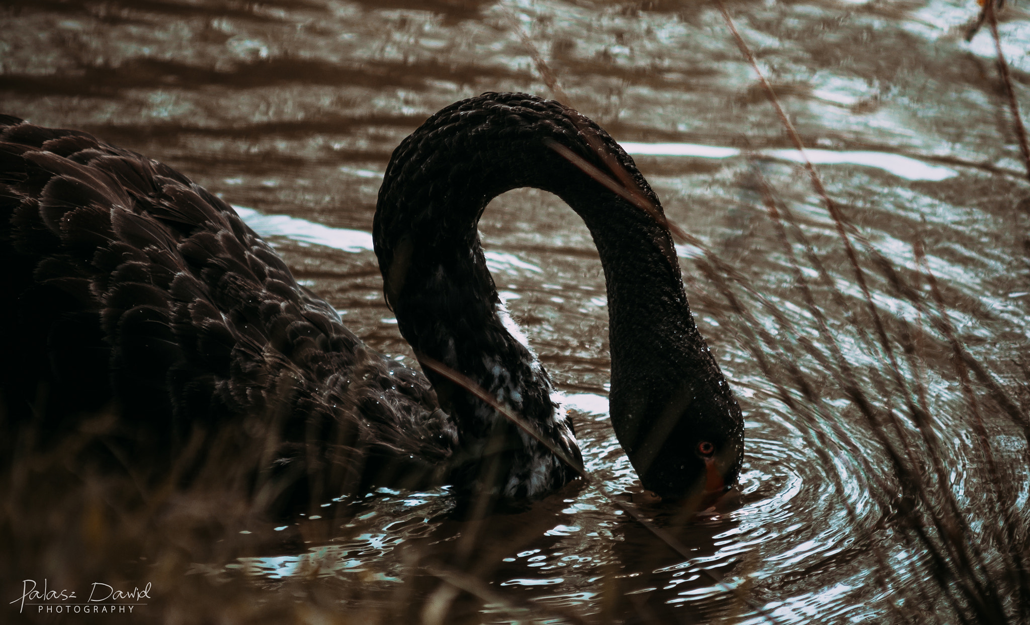 Sony SLT-A57 sample photo. Black swan photography