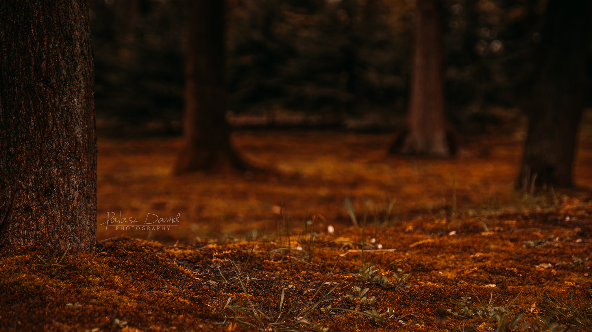 Tamron AF 28-75mm F2.8 XR Di LD Aspherical (IF) sample photo. Grassy field photography