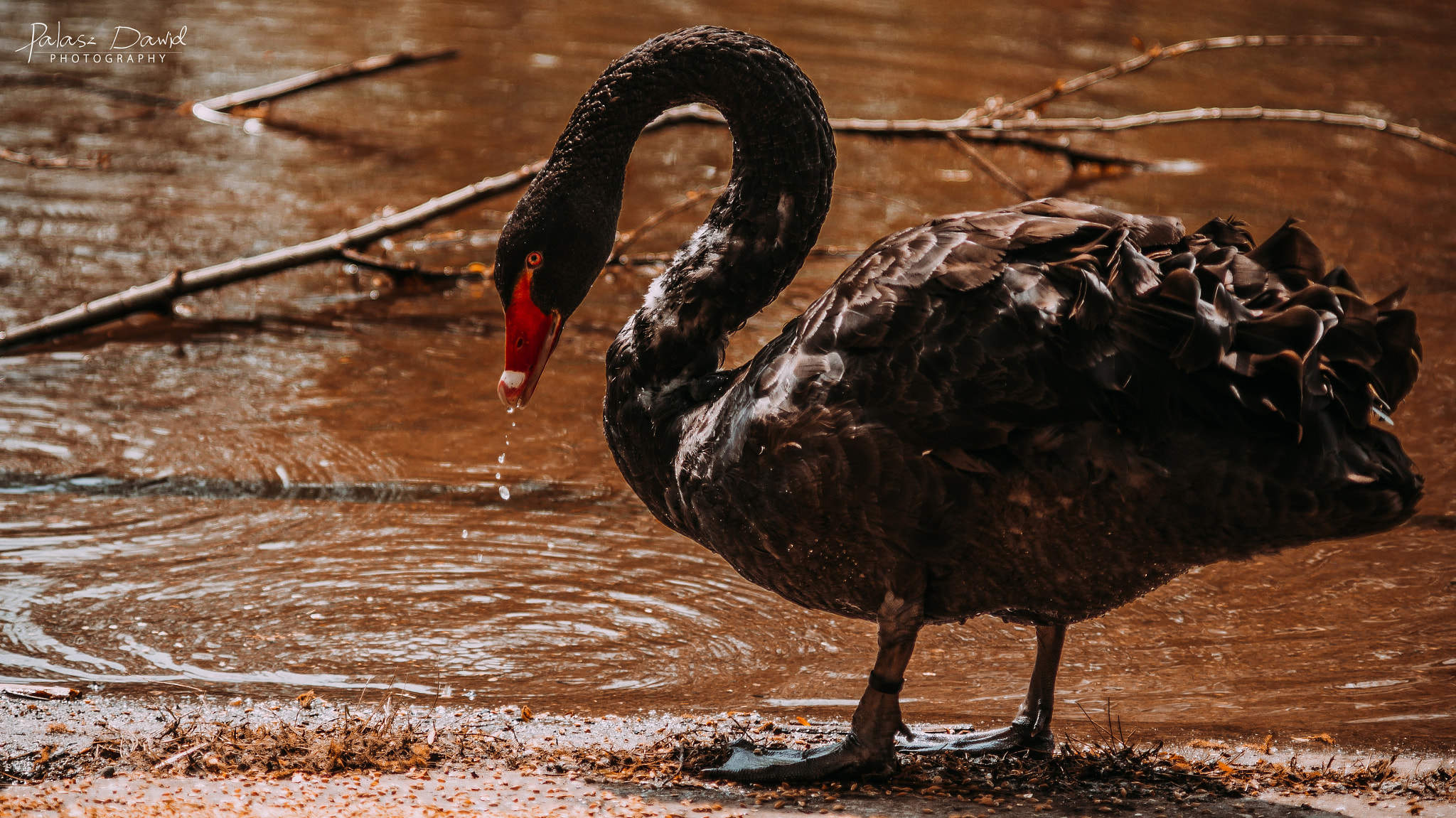 Sony SLT-A57 + Minolta AF 70-210mm F4 Macro sample photo. Black swan 2 photography