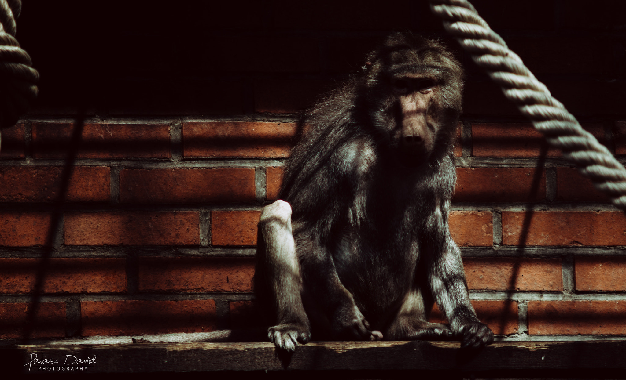 Sony SLT-A57 sample photo. Sad monkey photography