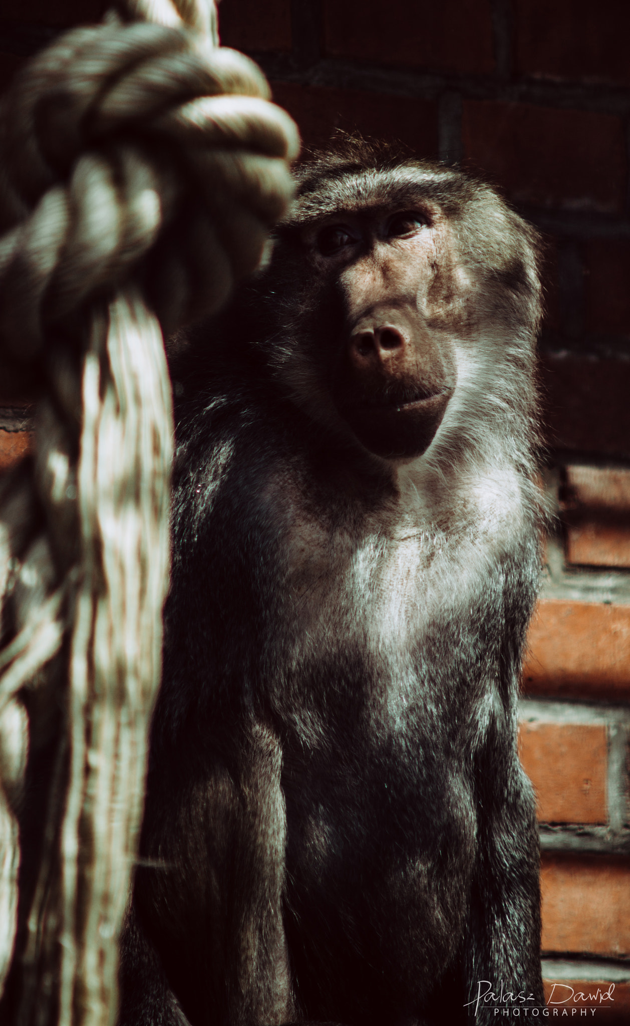 Sony SLT-A57 + Minolta AF 70-210mm F4 Macro sample photo. Second sad monkey photography