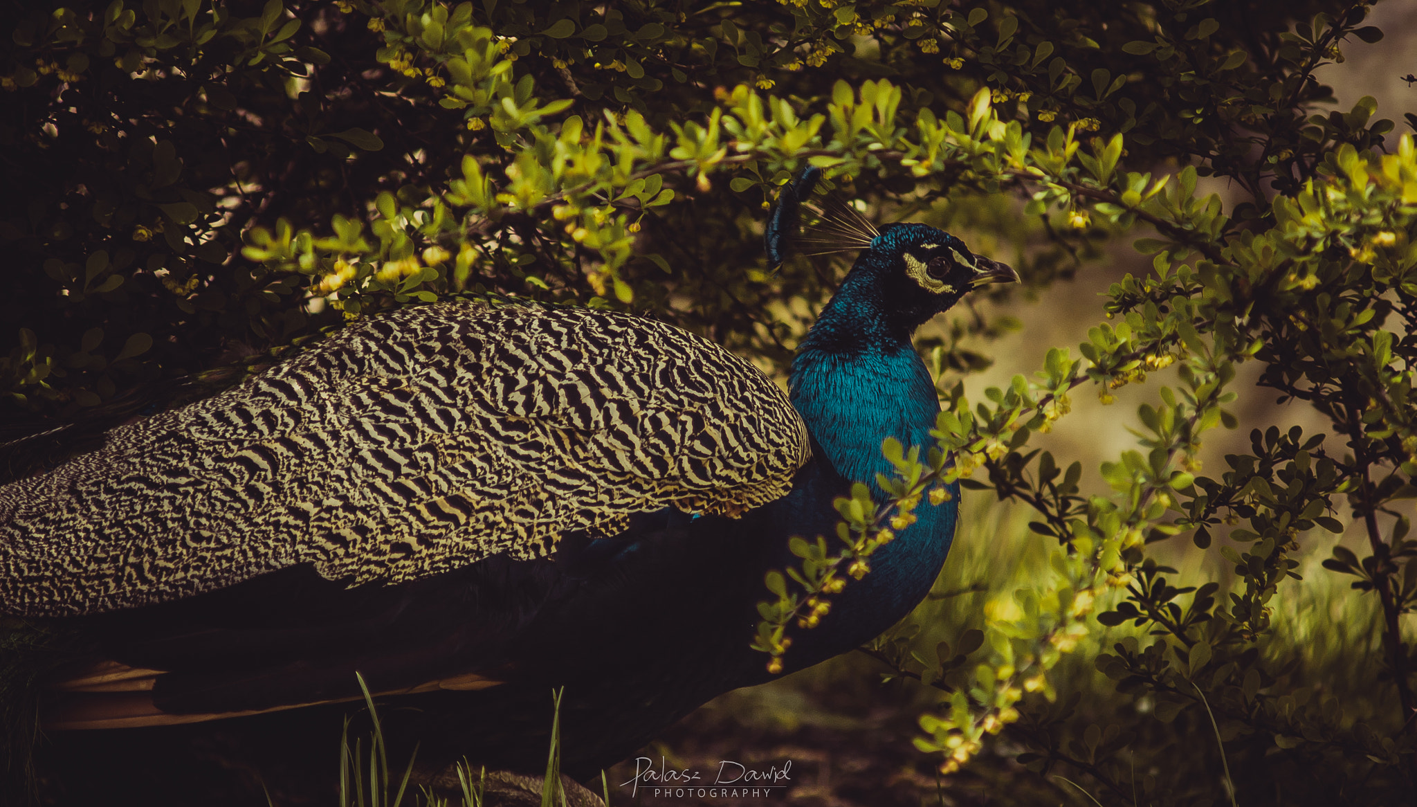 Sony SLT-A57 sample photo. Hiding peacock photography