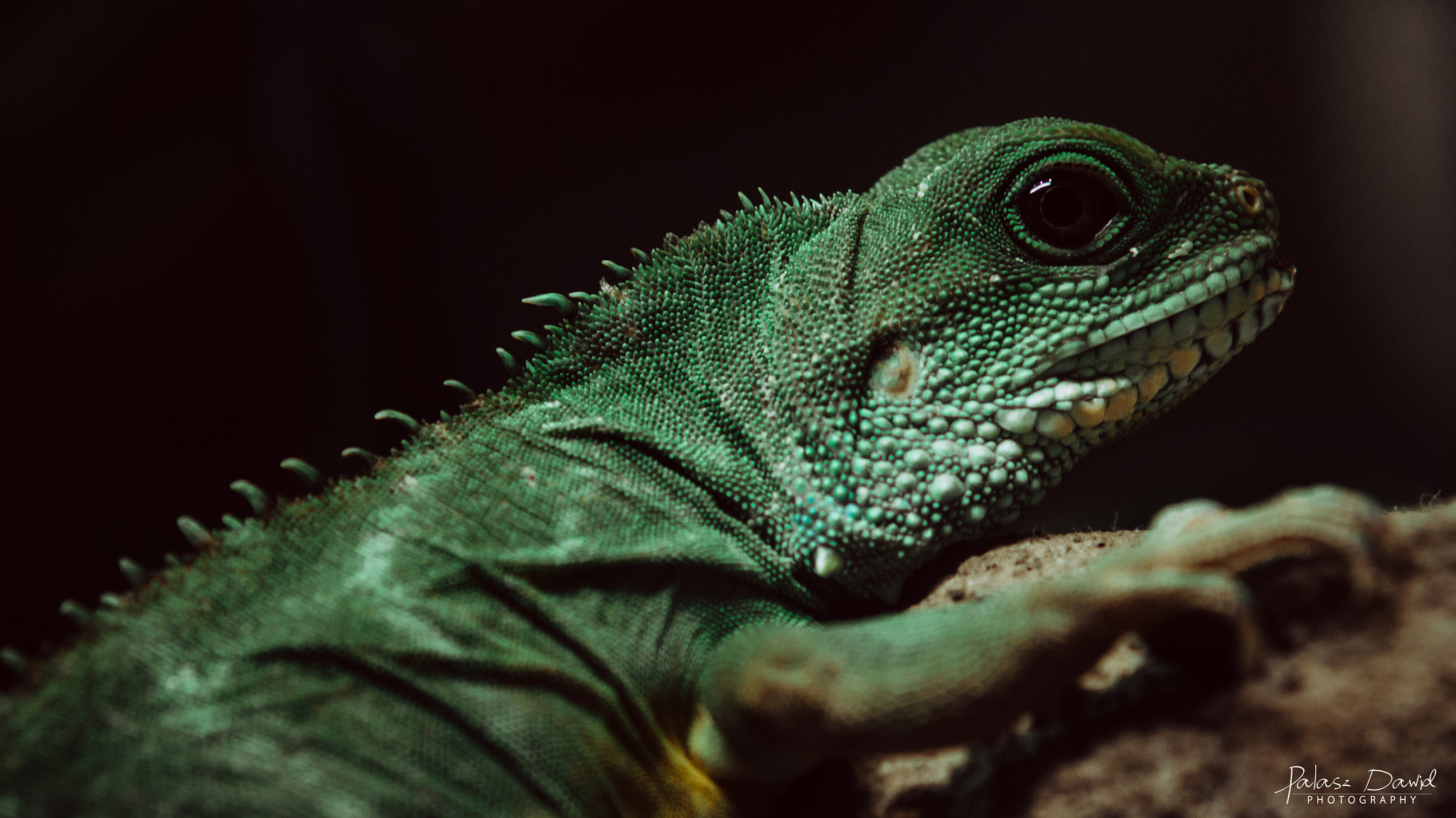 Sony SLT-A57 + Minolta AF 70-210mm F4 Macro sample photo. Little lizard photography