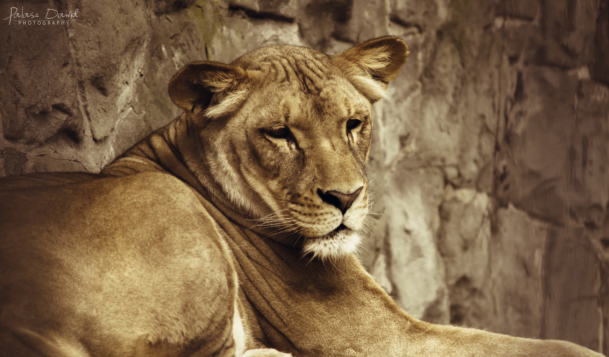 Sony SLT-A57 sample photo. Resting lioness photography