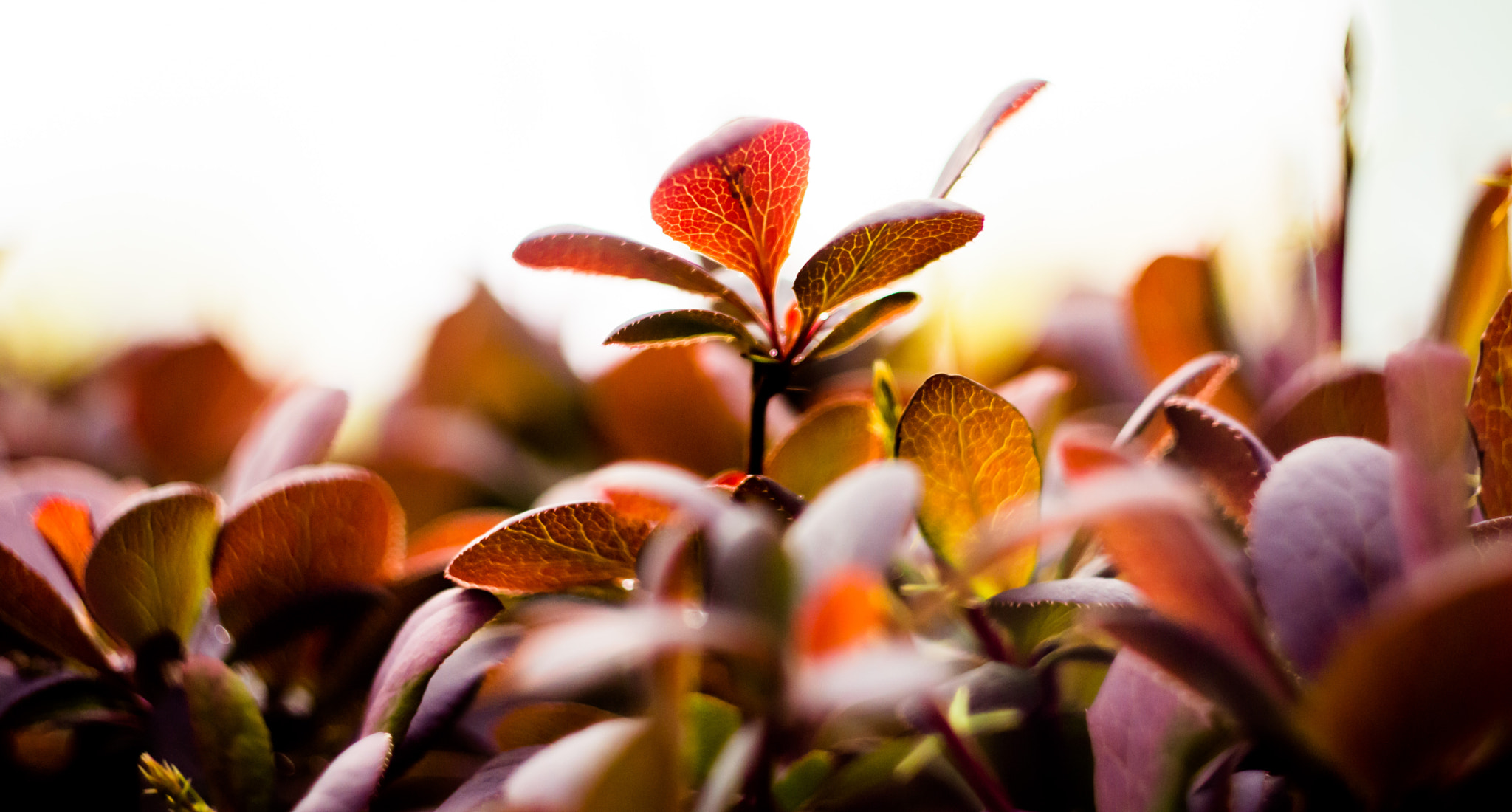 Sony SLT-A77 + Minolta AF 50mm F1.7 sample photo. Sunlight photography