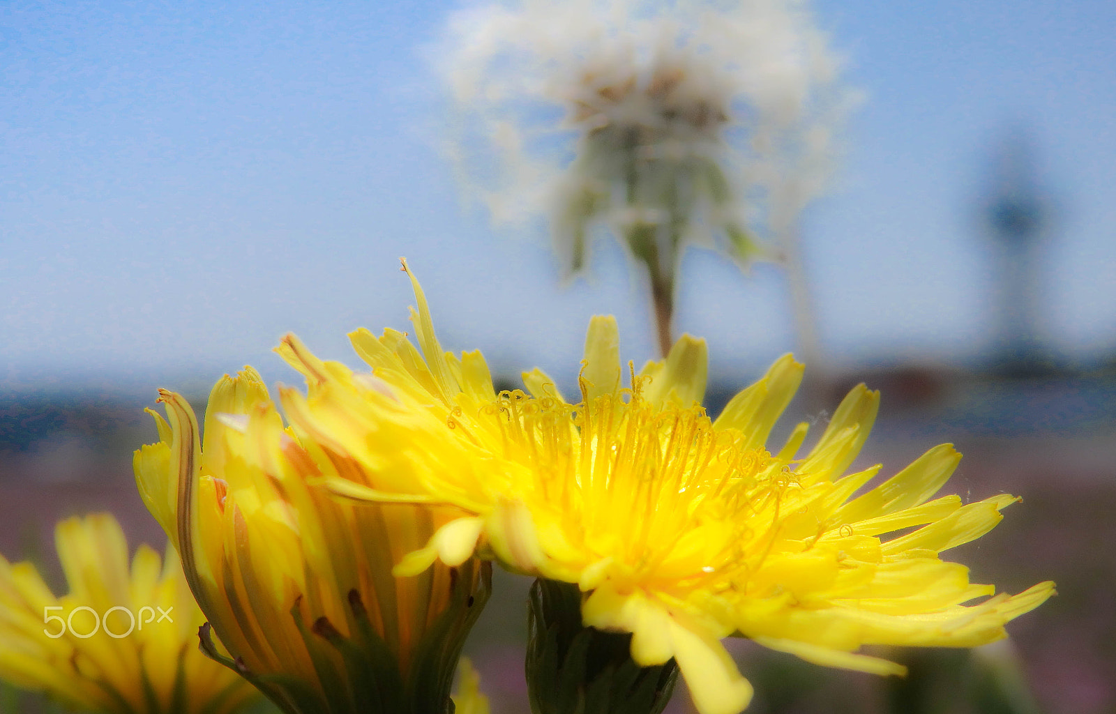 Olympus SH-2 sample photo. Future photography