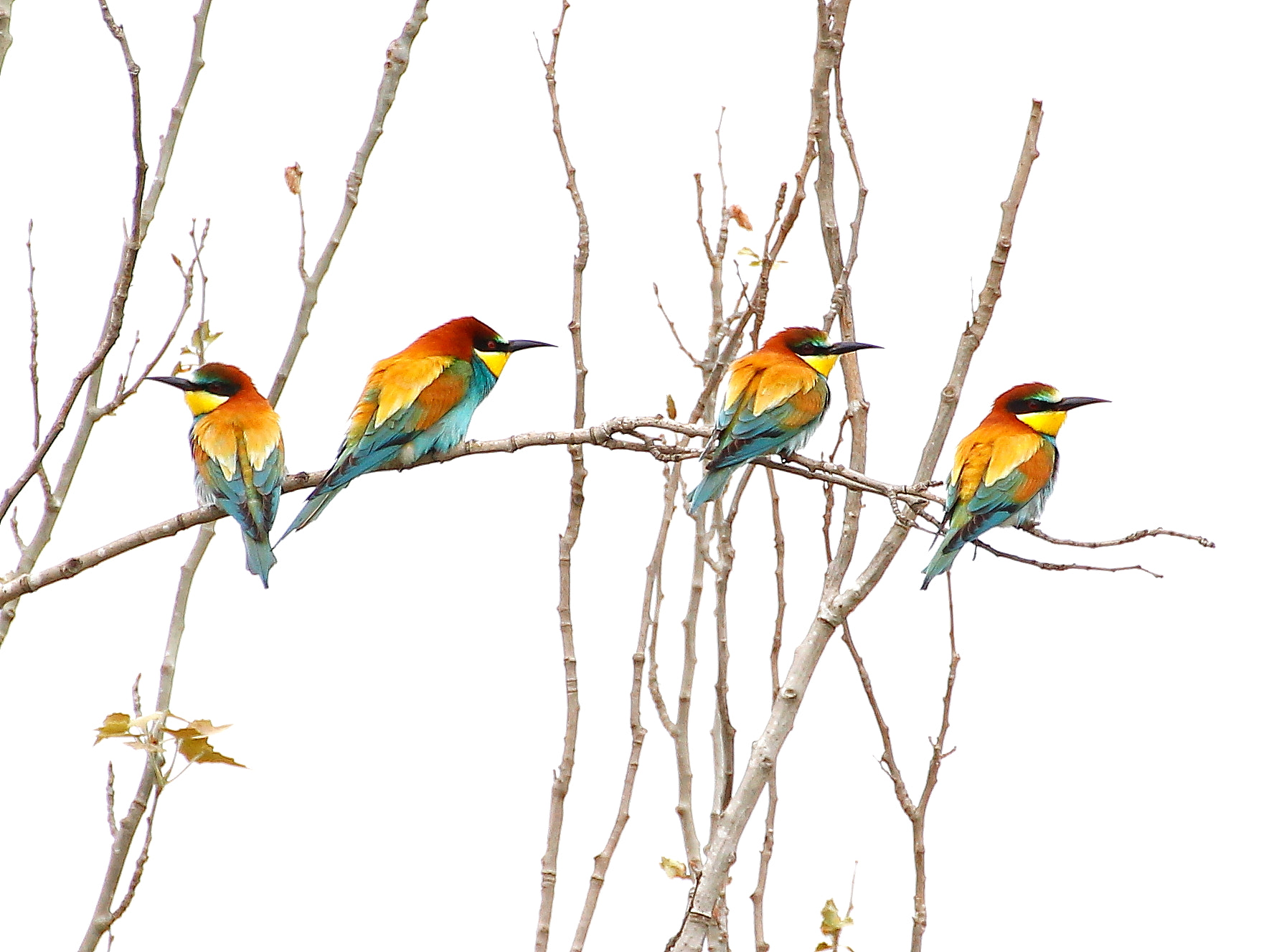 Canon EOS 100D (EOS Rebel SL1 / EOS Kiss X7) + Tamron SP 35mm F1.8 Di VC USD sample photo. Bee eaters photography