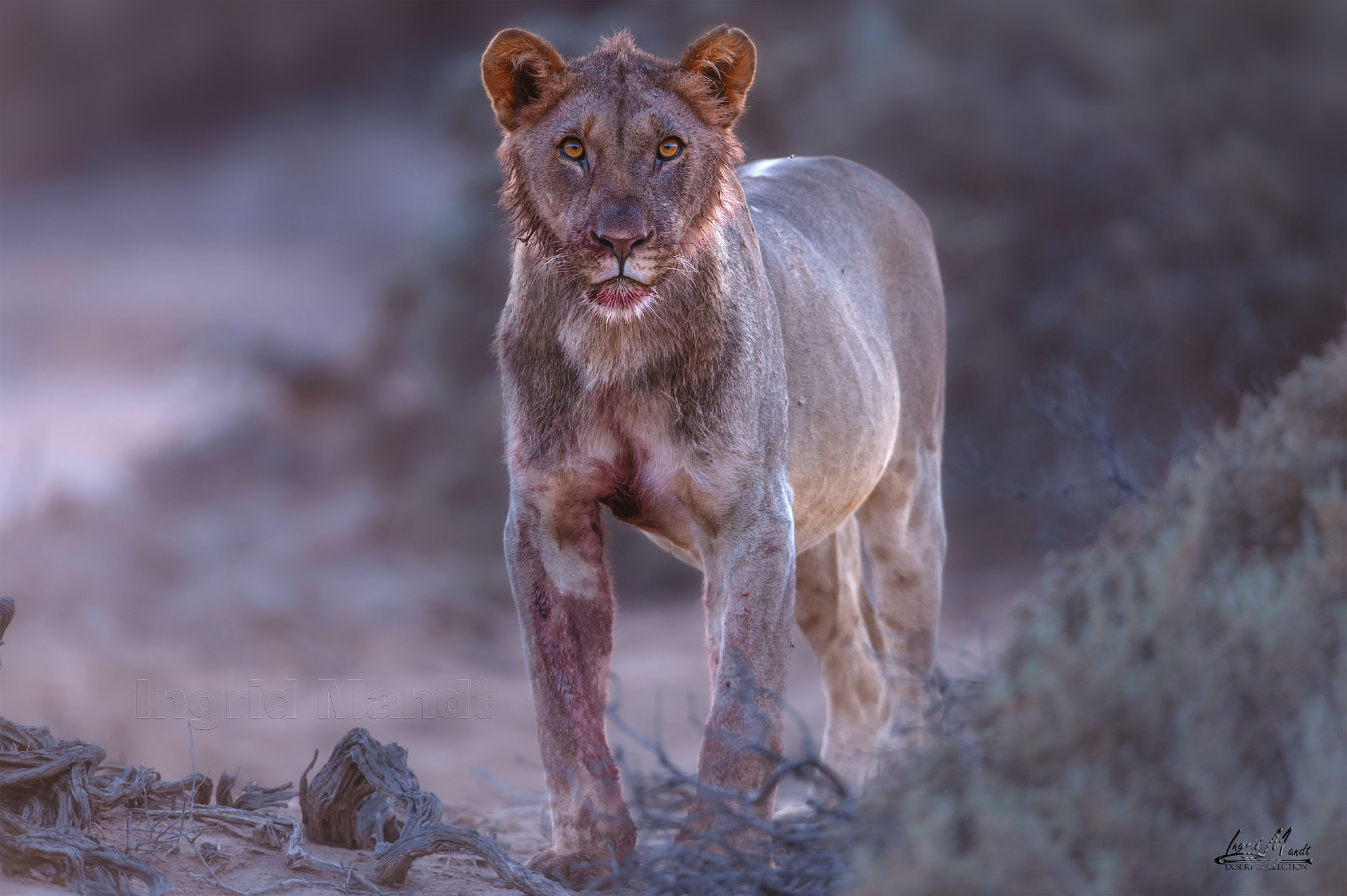 Nikon D4S + Nikon AF-S Nikkor 600mm F4G ED VR sample photo. A young sub adult male just after an oryx kill photography