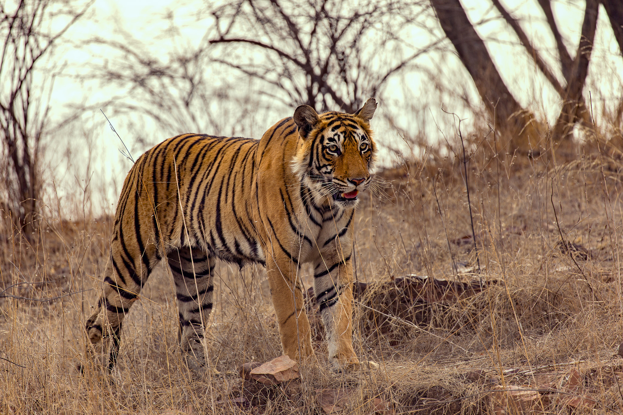 Canon EF 100-400mm F4.5-5.6L IS II USM sample photo. Tiger looking for prey photography