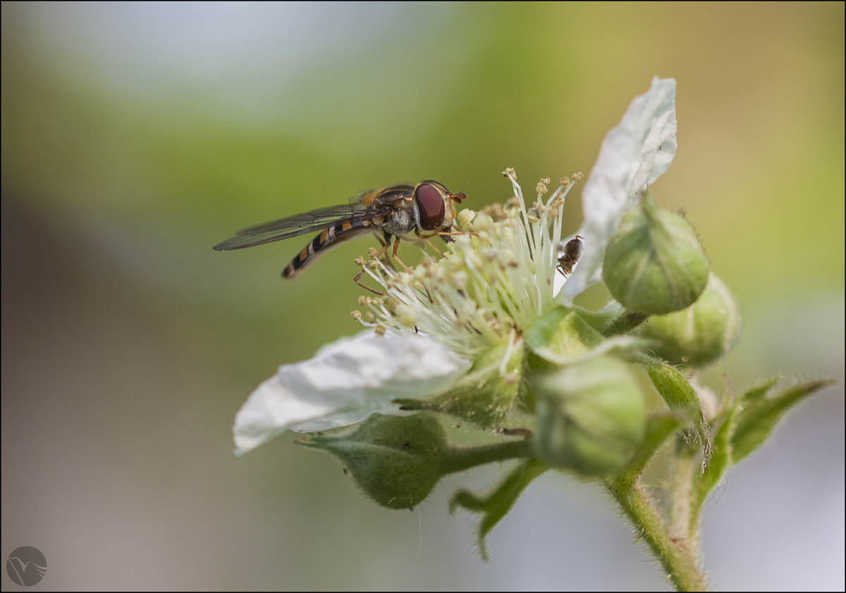Sigma 105mm F2.8 EX DG OS HSM sample photo