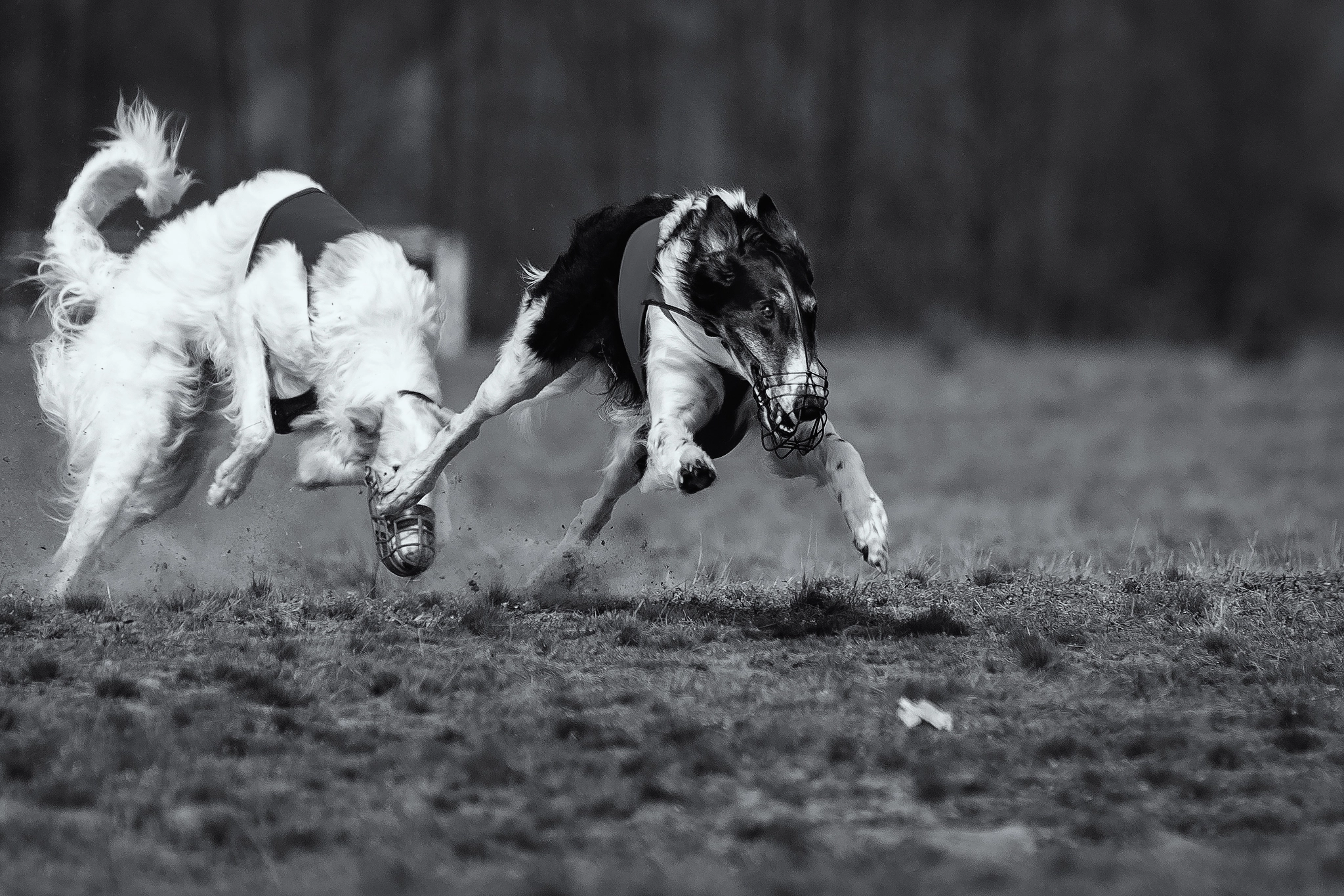 Canon EF 70-200mm F2.8L USM sample photo. Coursing, passion and speed photography