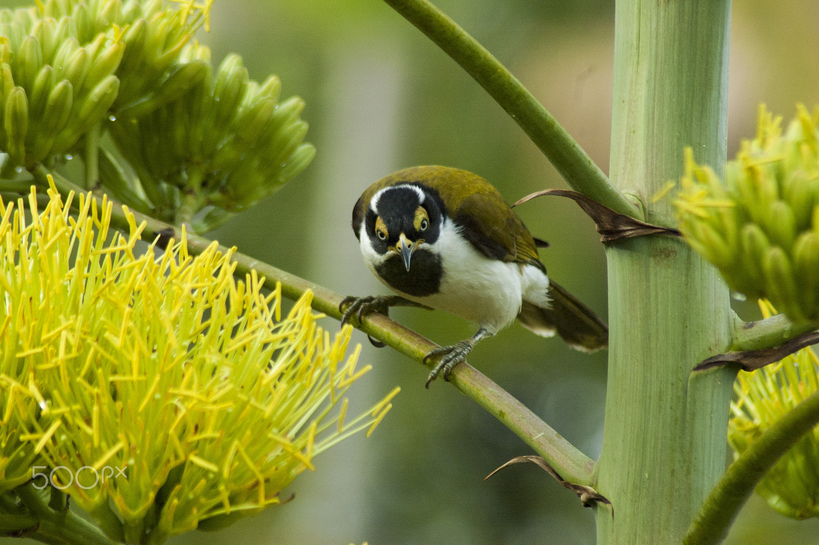 Nikon D70s + Tamron SP 70-300mm F4-5.6 Di VC USD sample photo. Australian honeyeater in agave photography