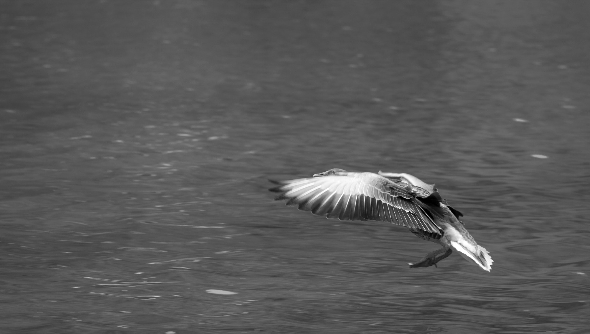 Sigma 150-600mm F5-6.3 DG OS HSM | C sample photo. Flight i photography