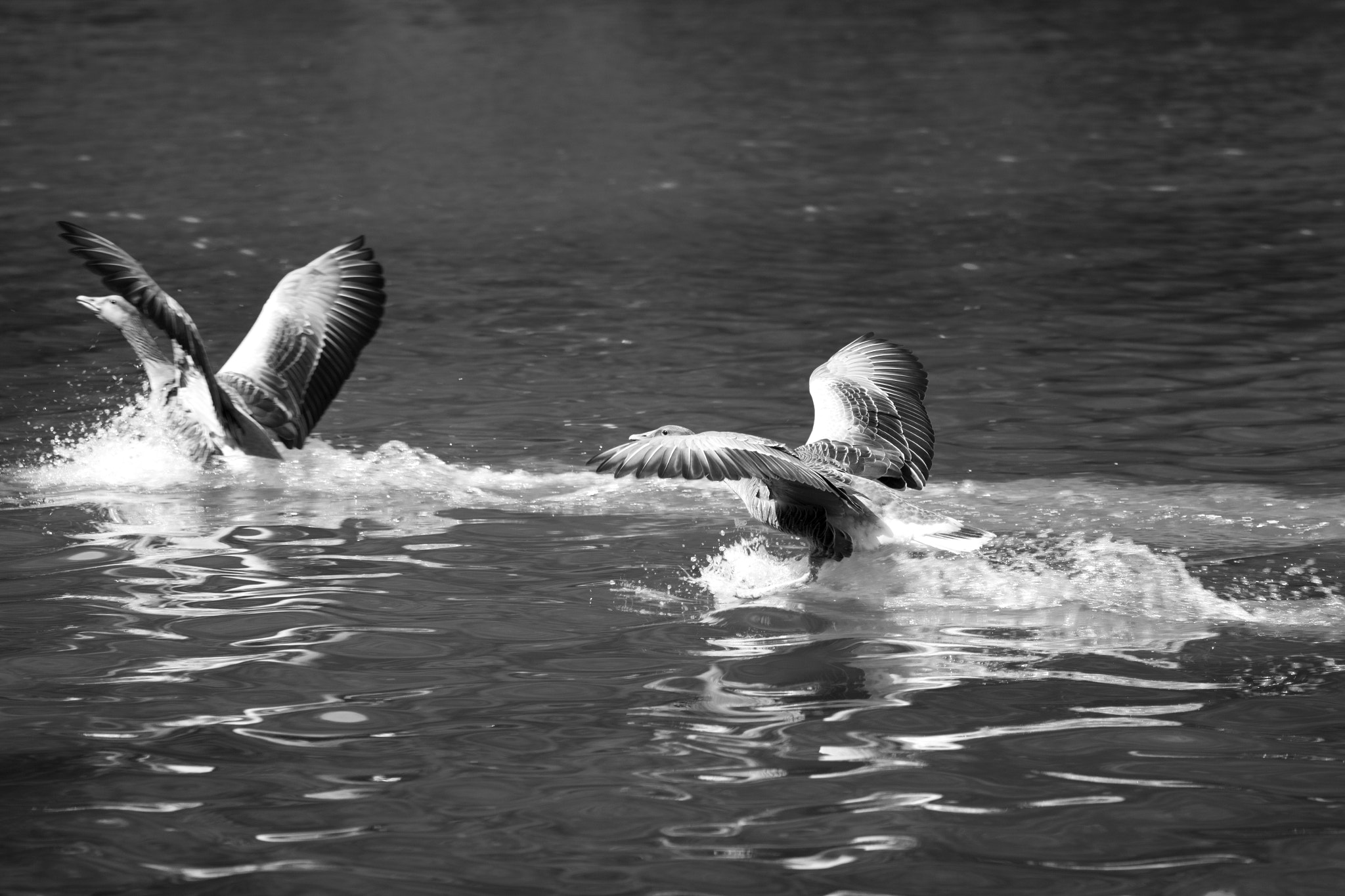 Sigma 150-600mm F5-6.3 DG OS HSM | C sample photo. Flight ii photography