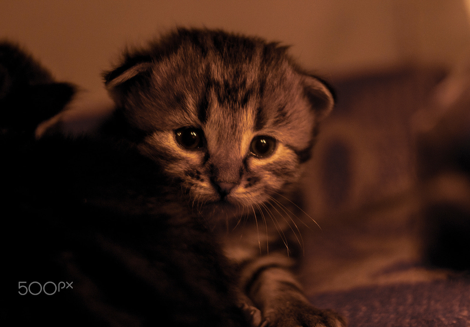 Canon EF 35-80mm f/4-5.6 sample photo. Kitten photography