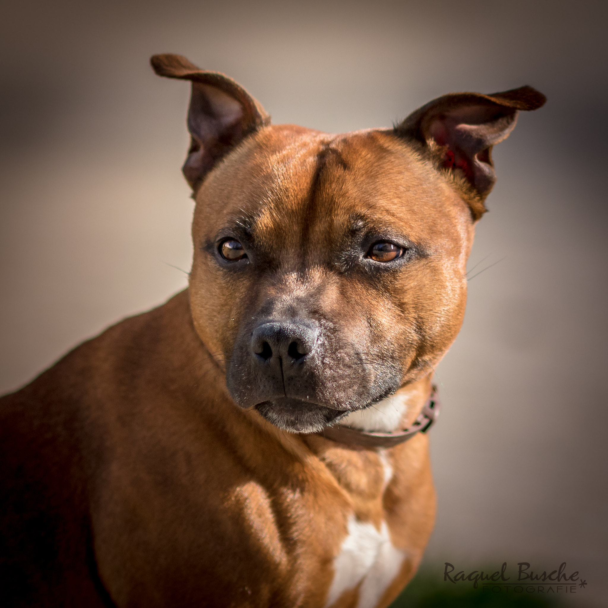 Canon EOS 7D Mark II + Canon EF 135mm F2L USM sample photo. Maddox photography