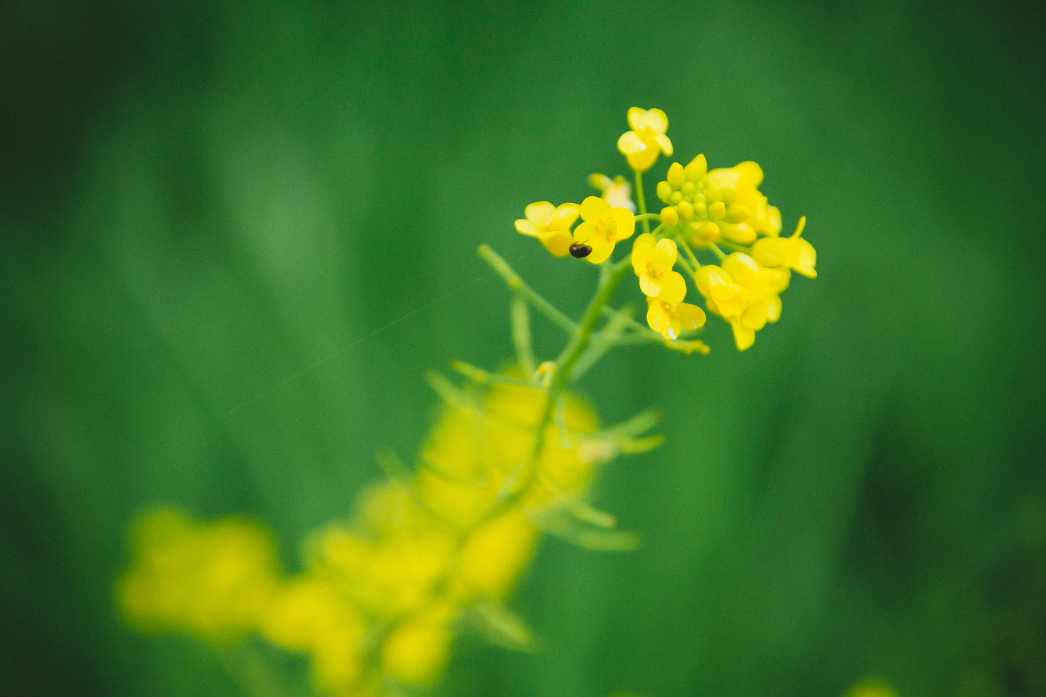 Canon EOS 7D + Sigma 17-70mm F2.8-4 DC Macro OS HSM sample photo. Yellow flower photography