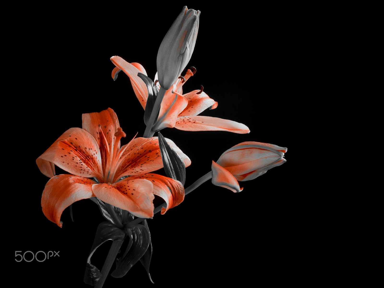 Olympus OM-D E-M1 sample photo. Asiatic lily photography