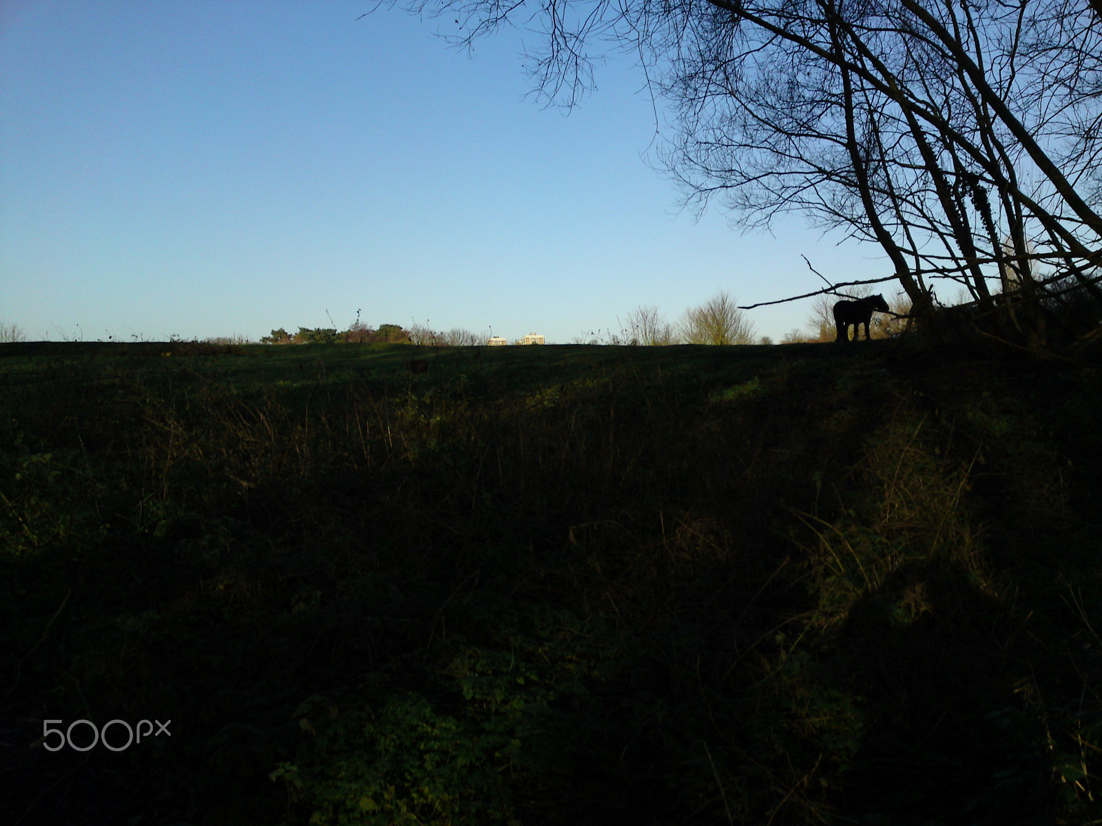 Sony Ericsson C905 sample photo. The lone horse photography