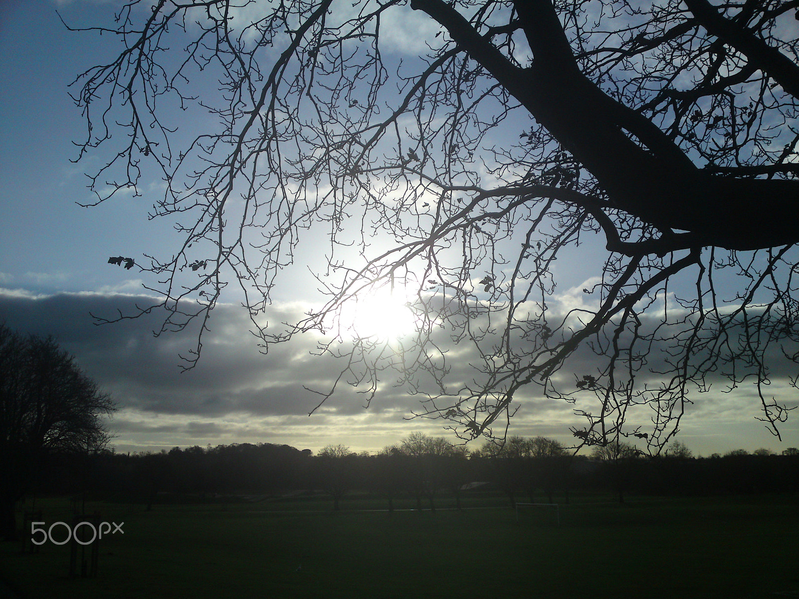 Sony Ericsson C905 sample photo. The photobombing tree photography