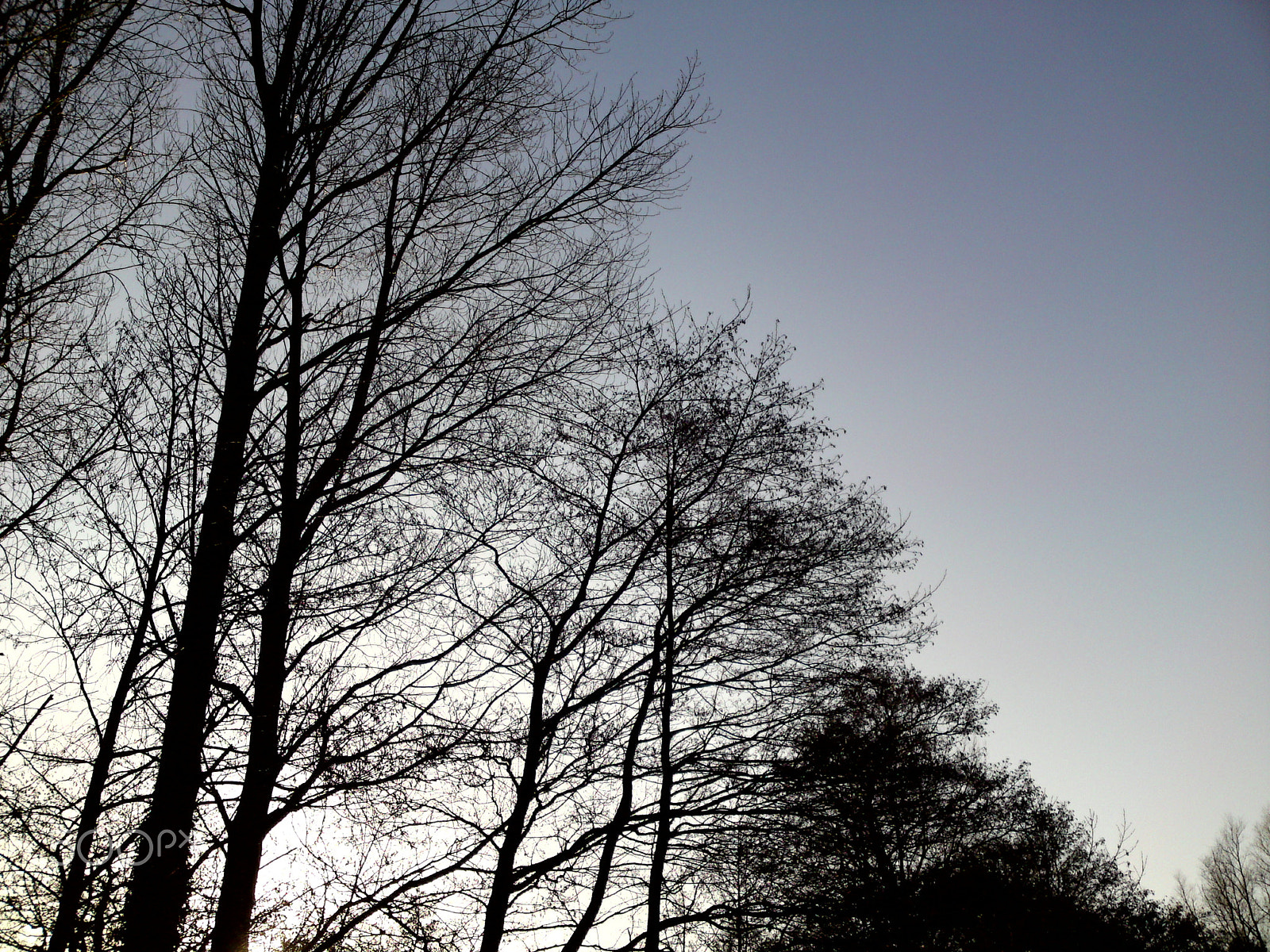 Sony Ericsson C905 sample photo. Majestic trees photography