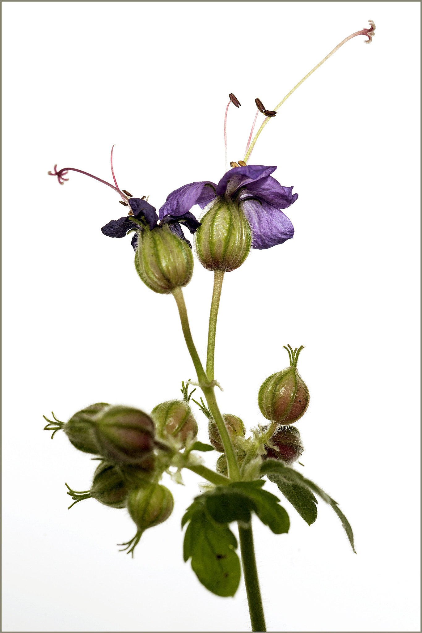 Nikon D700 + AF Micro-Nikkor 60mm f/2.8 sample photo. *** photography