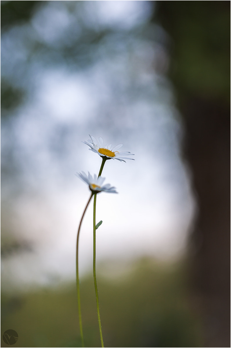 Sigma 105mm F2.8 EX DG OS HSM sample photo