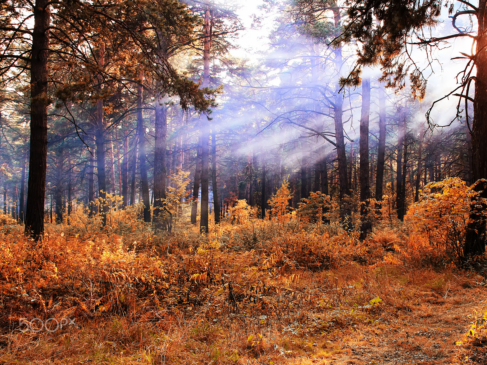 Canon EOS 500D (EOS Rebel T1i / EOS Kiss X3) + Sigma 24-70mm F2.8 EX DG Macro sample photo. Indian summer in a pine forest photography