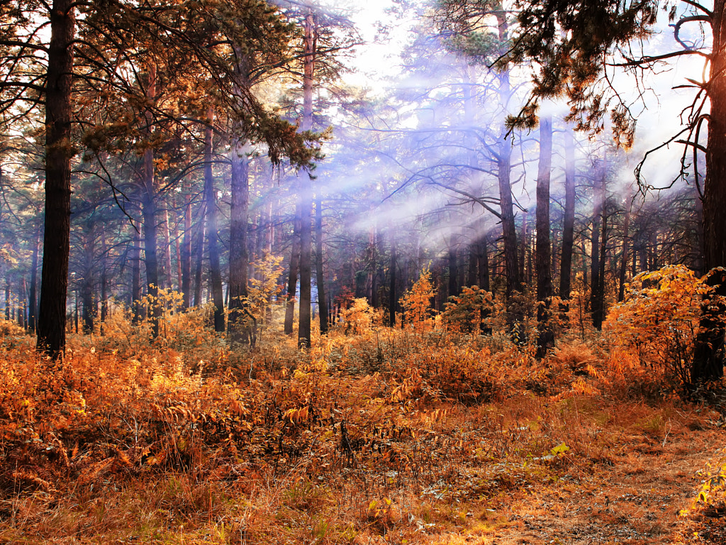 Indian summer in a pine forest, автор — Nick Patrin на 500px.com