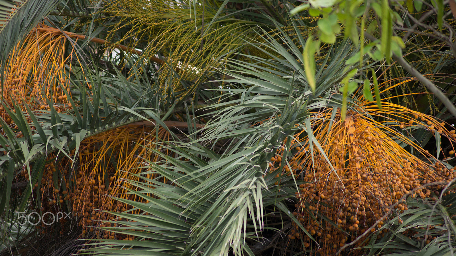 Sony DT 55-200mm F4-5.6 SAM sample photo. Palmera photography