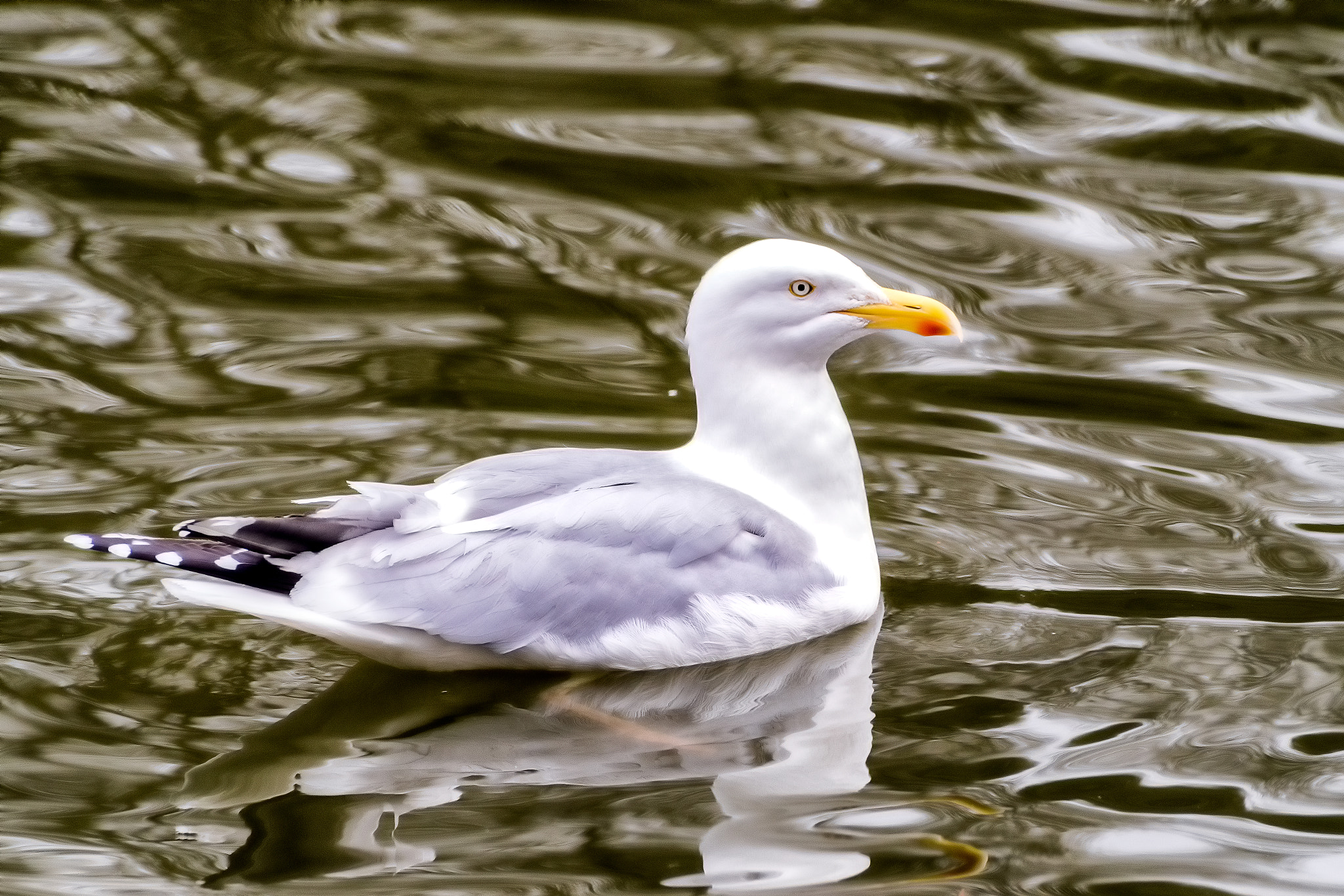 Pentax K-S1 + Sigma sample photo. Herring gull  photography