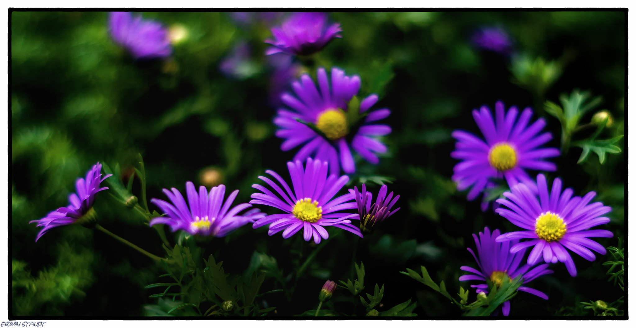 Pentax K-x + Pentax smc DA 50mm F1.8 sample photo. Beauties purple photography