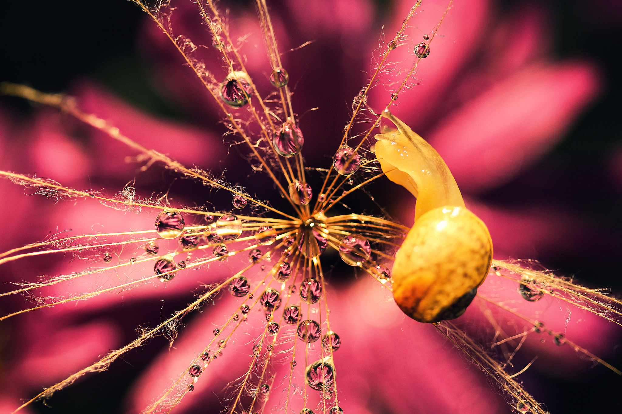 Canon EF-S 60mm F2.8 Macro USM sample photo. Tears of freedom photography