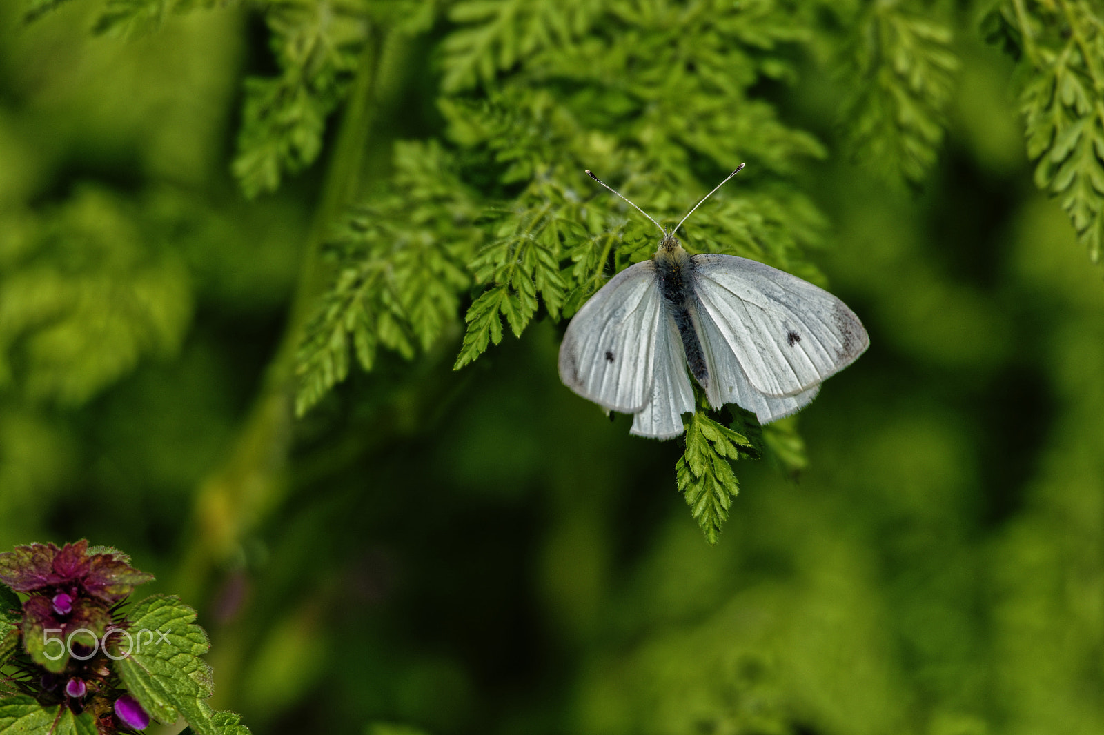 Sigma 50-500mm F4.5-6.3 DG OS HSM sample photo. Beauty spots photography